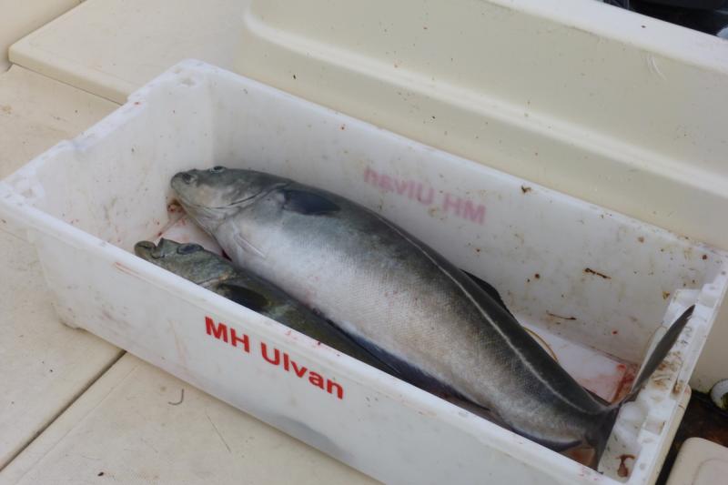 Der kommt in die Küche