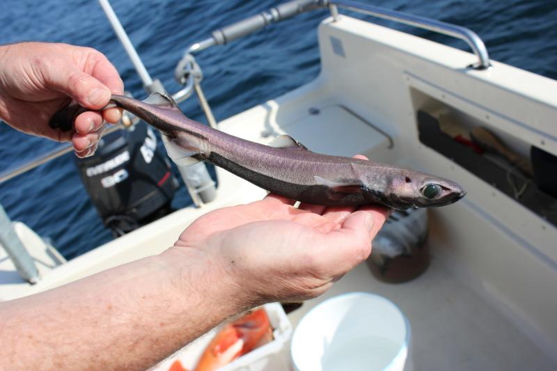 Der Schwarze Dornhai kann zur Plage werden, sieht aber schön aus.