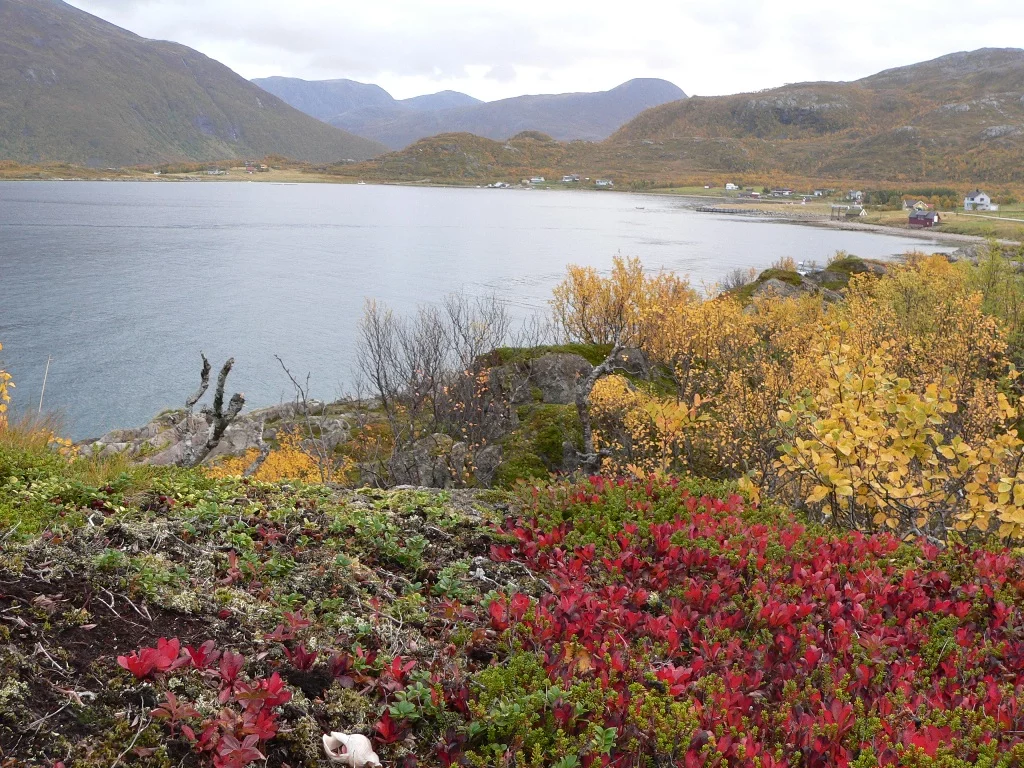 Die Bogebukt bei Sandneshamn , Kvalöya , hinten rechts liegt das Ferienhaus