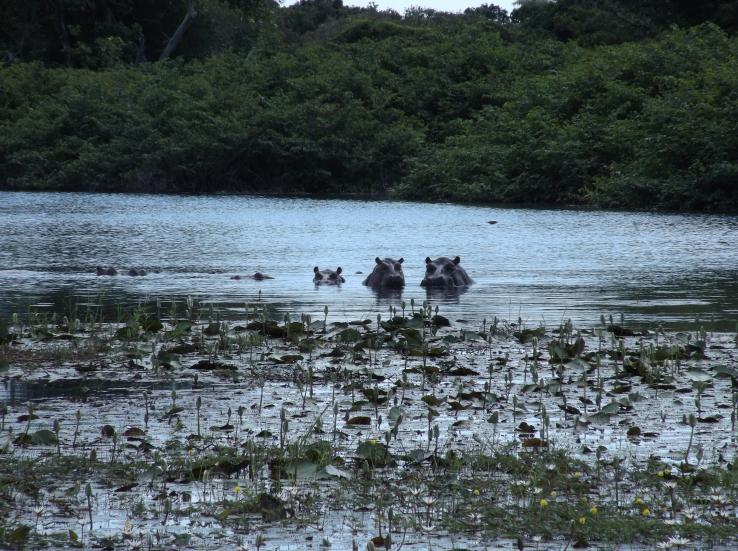 die einzigen weltweit
"Saltwater Hippos" Orangho