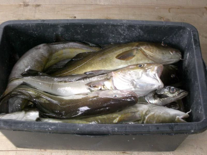 Die Kiste füllt sich langsam....