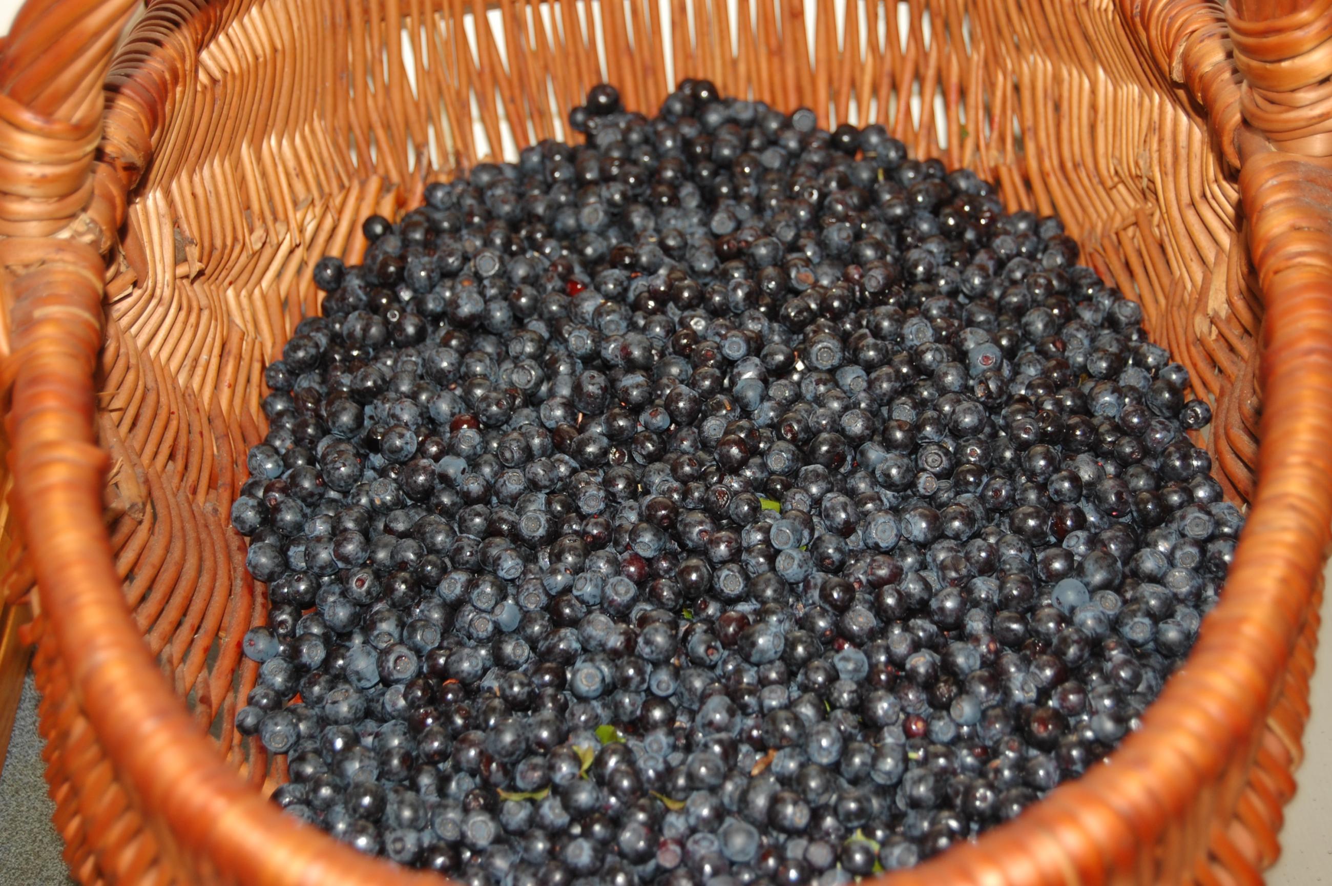 DSC 0001