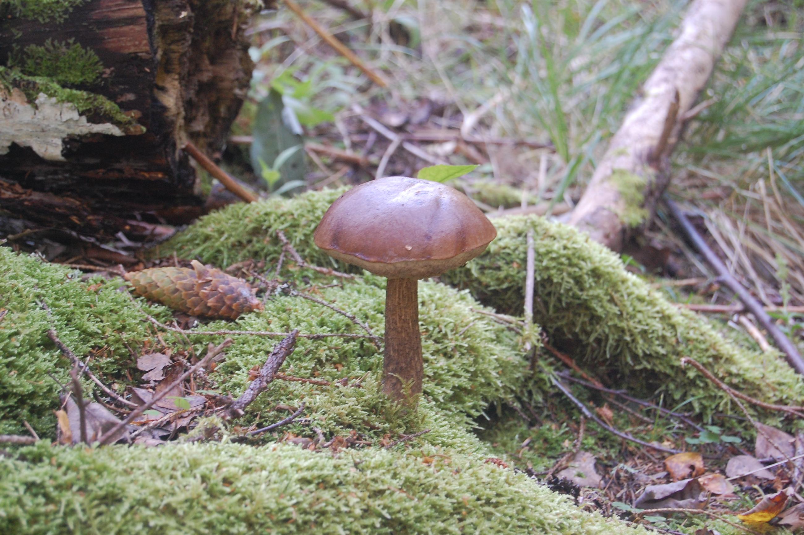 DSC 0101