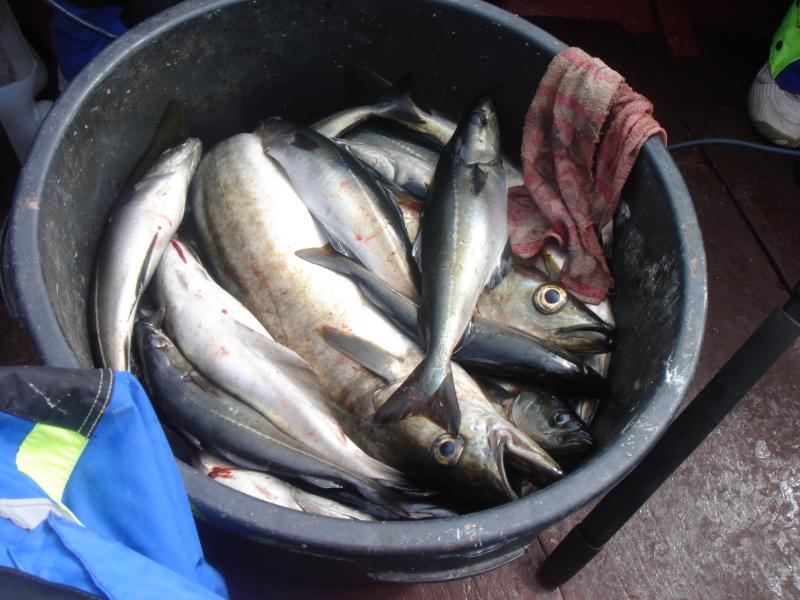 DSC03082 Immer genug zu speisen!!