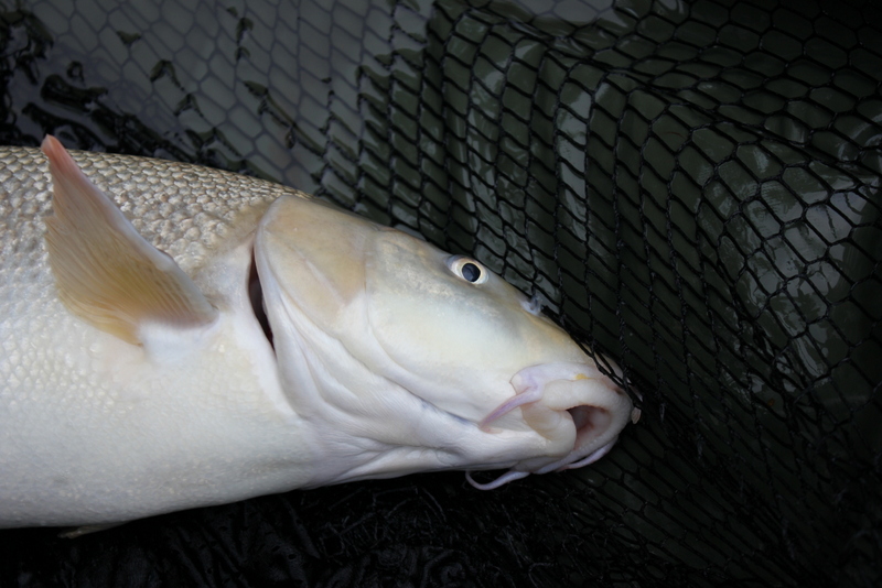 Ein immer wieder gern gesehener Gast.