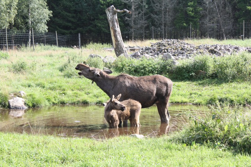 Elchkuh mit Kalb 800x533