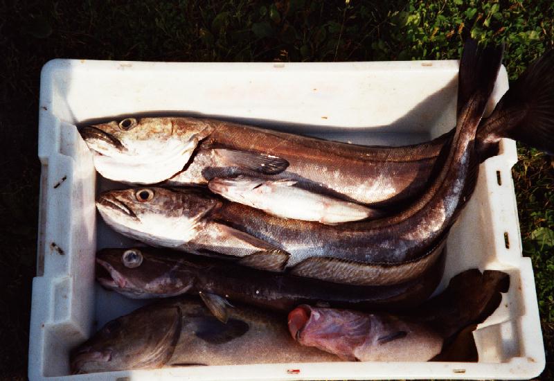 Fischkiste