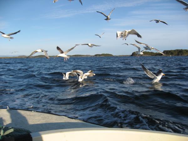 Flugbegleiter