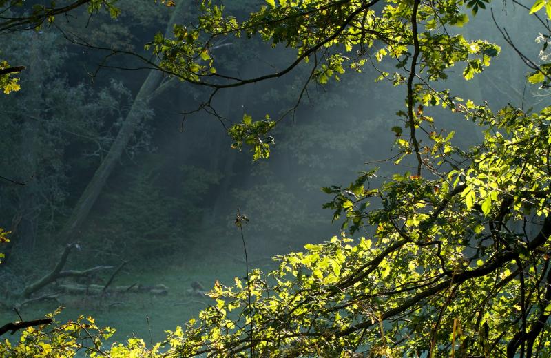 frühaufsteher1