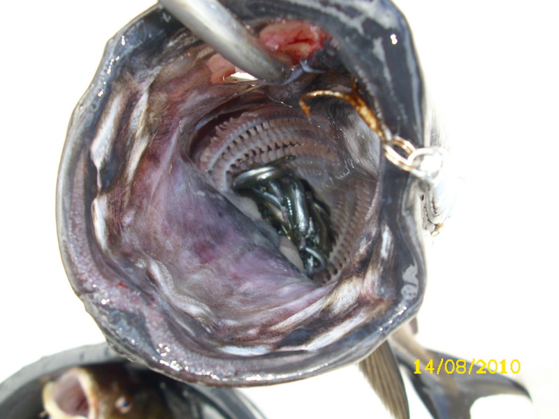 Futterfisch im Rachen eines Seelaches
