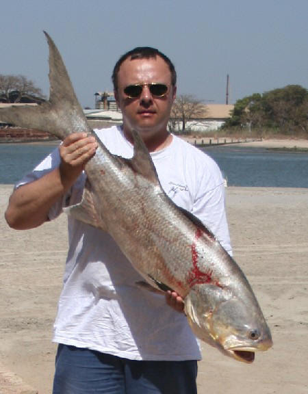 Giant African Threadfin