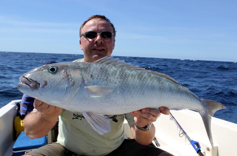 green jobfish