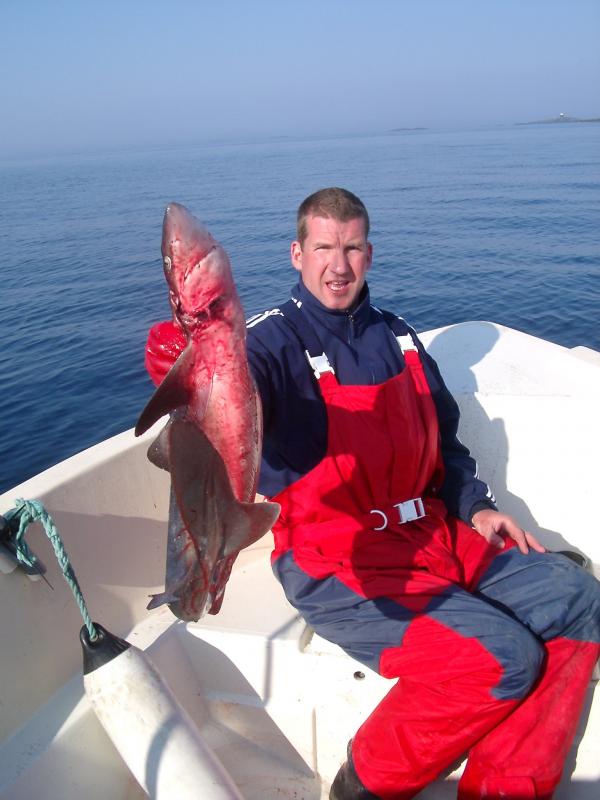 Großer Dornhai nördlich der Insel vor den Schären.