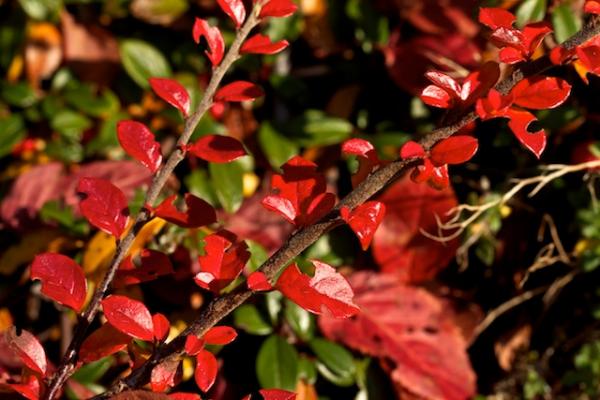 Herbstln