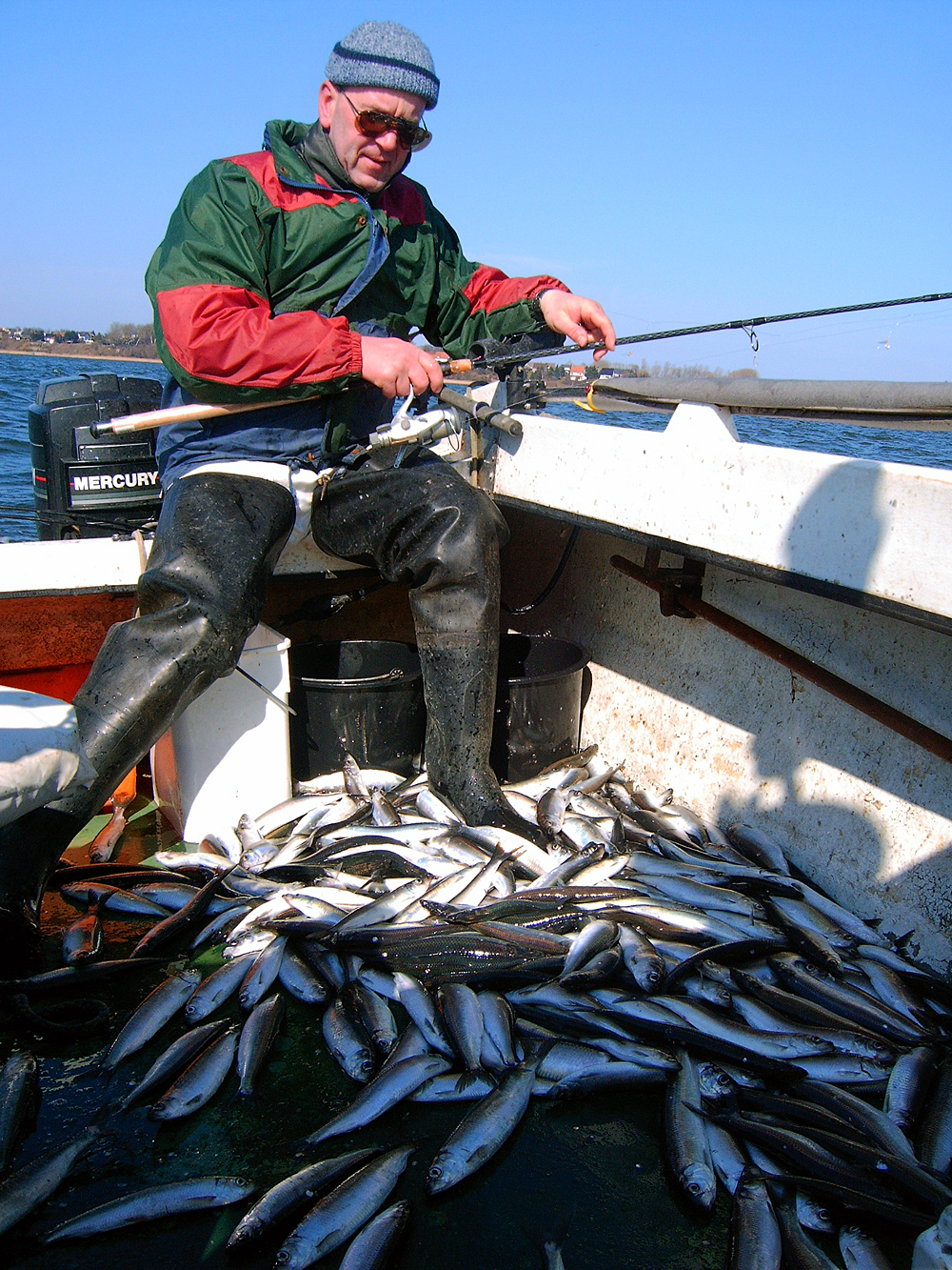 Hering_001