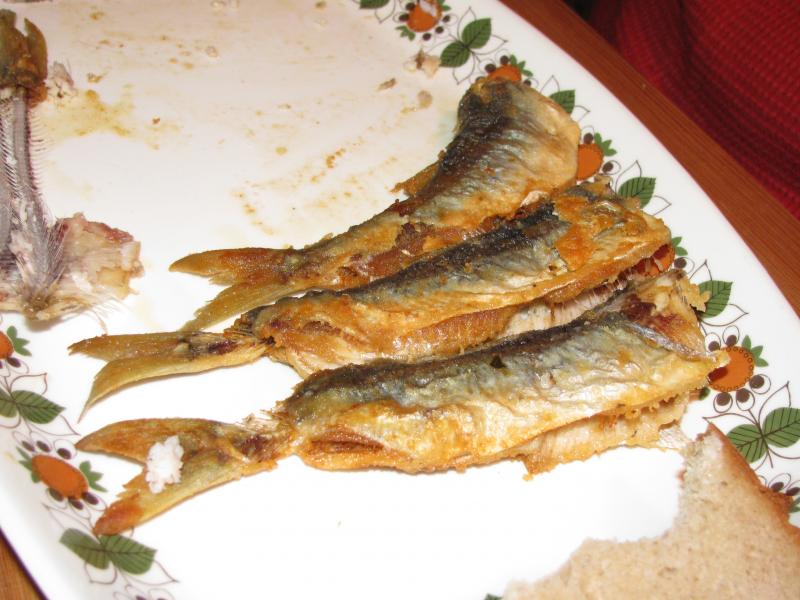 Heringe frisch gefangen am 1. angeltag schmecken lecker