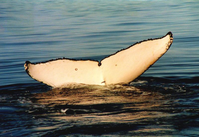 Hervey Bay Australien
Buckelwal