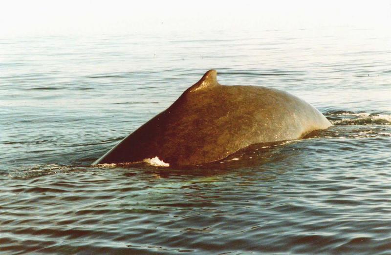 Hervey Bay Australien
Buckelwal