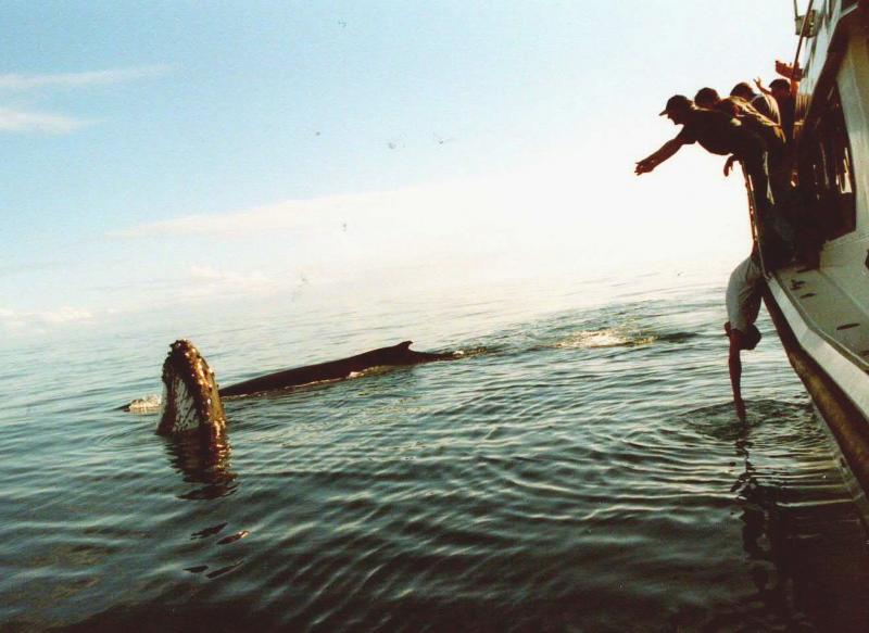 Hervey Bay Australien
Buckelwal