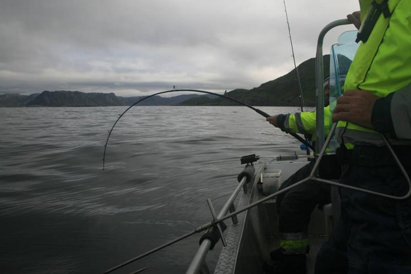 IMG 6373 (1024 x 768)