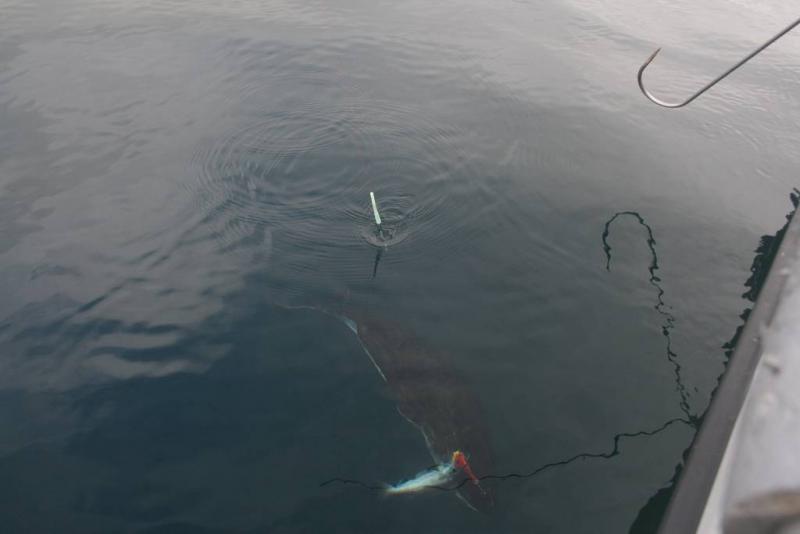 IMG 6379 (1024 x 768)