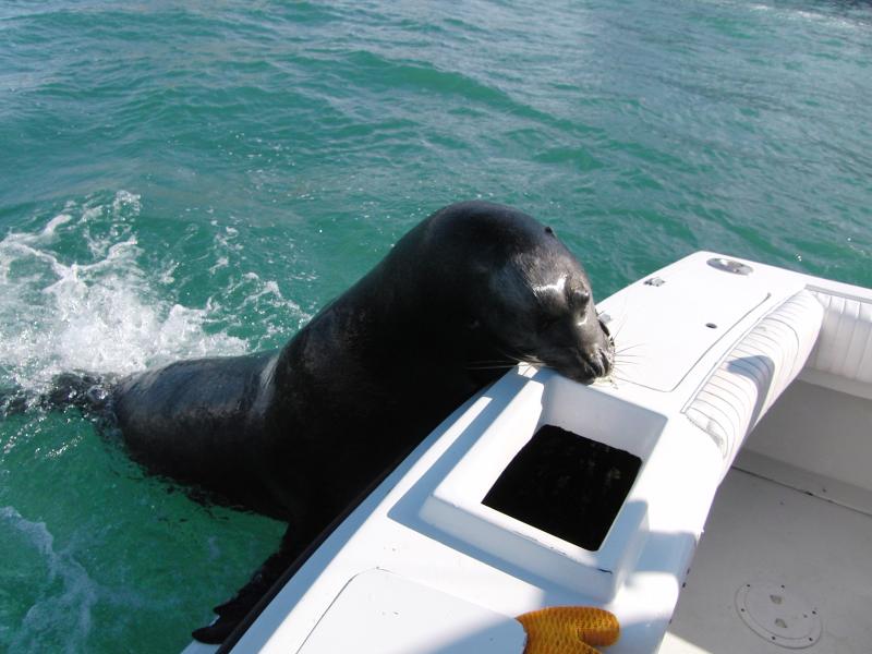 Jose "the Sealion"