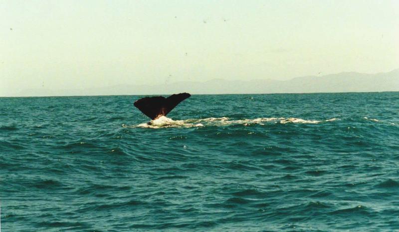 Kaikoura Neeseeland
Pottwal