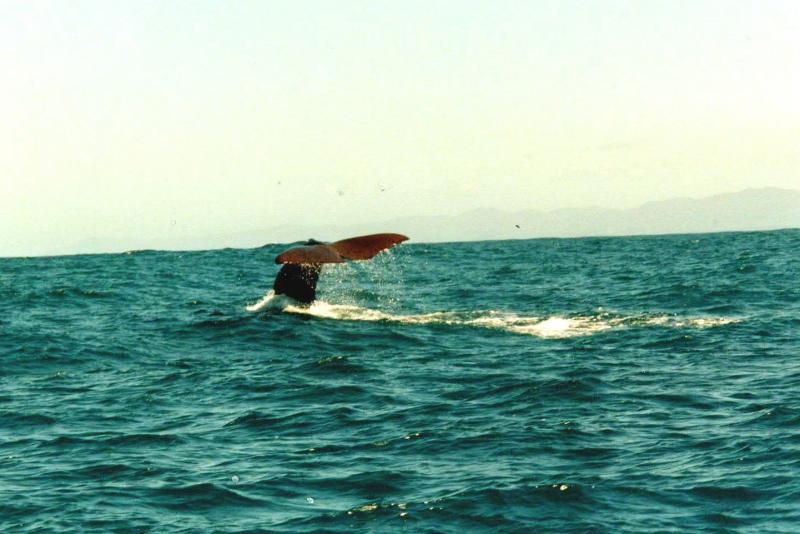 Kaikoura Neeseeland
Pottwal