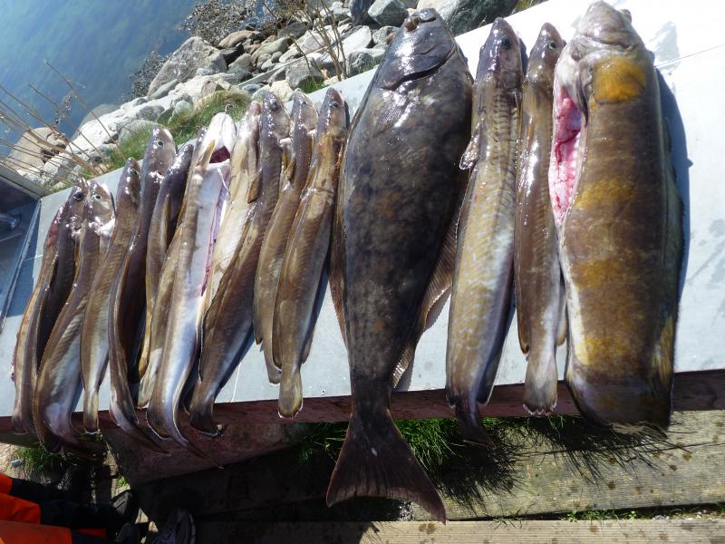 kleine Fischstrecke