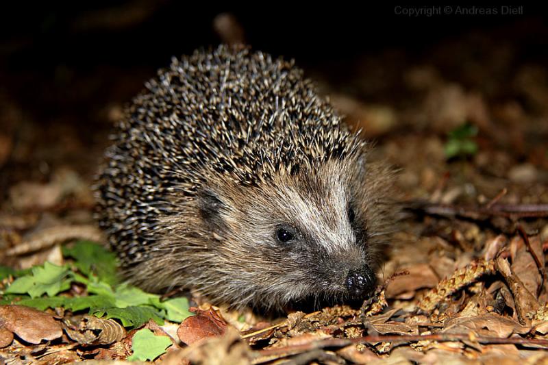 kleiner Igel