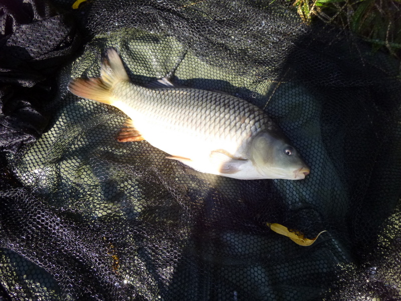 Kleiner Schuppi 2,0kg