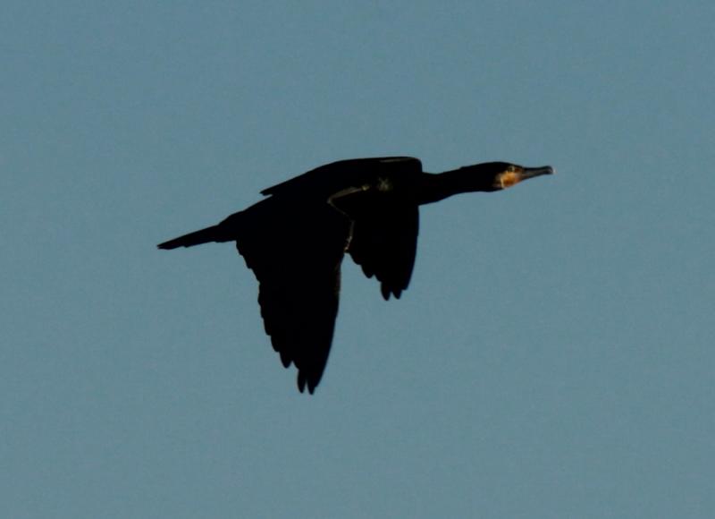 Kormoran