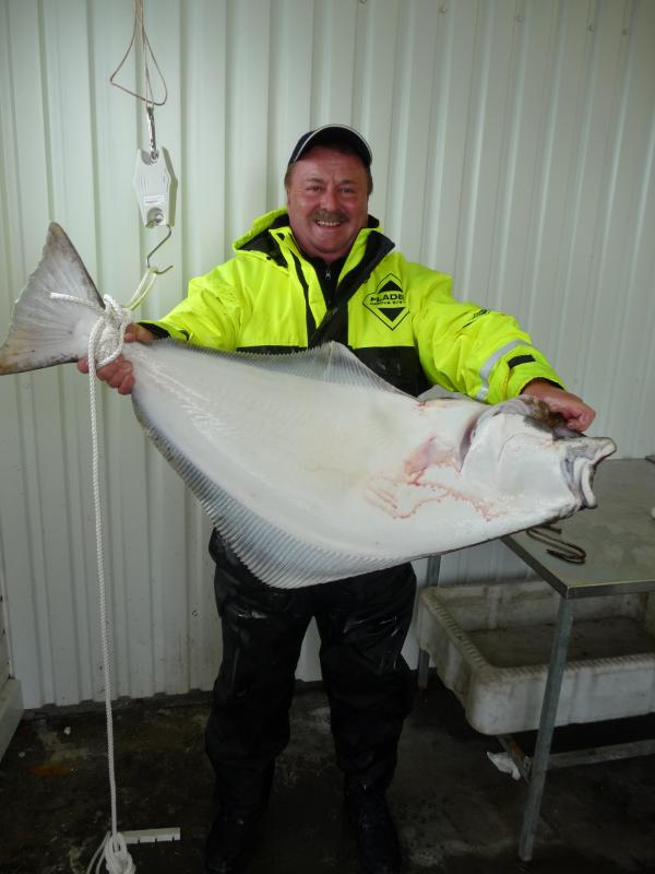 Kveite_02.05.2009
12 kg, 101 cm
Vinjesjoen/Vesterålen
Heilbuttfischen ist Teamarbeit