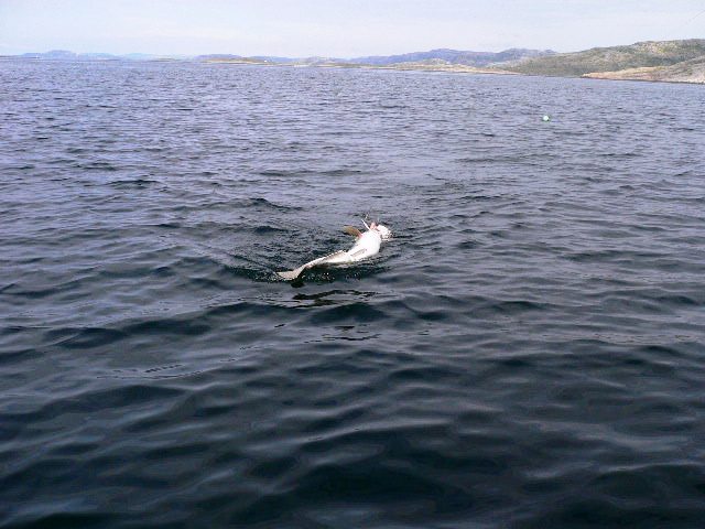 leng 11,5kg-1,25m-smavaeret-2010  04