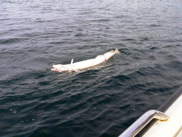 leng 11,5kg-1,25m-smavaeret-2010  06