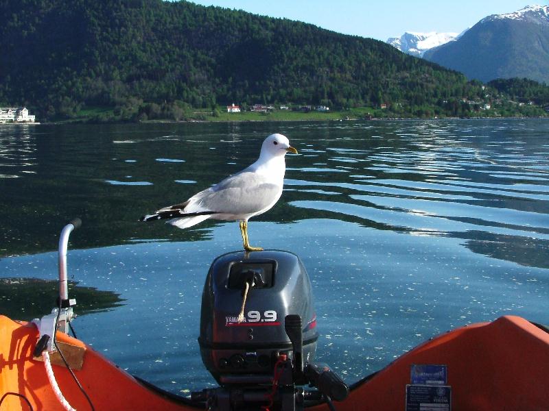 Mai 2004Möwe