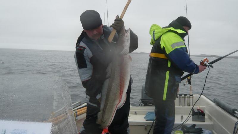Mein zweiter Meterfisch !!!
Ein Leng von 1,25m und 11,5 kg
gefangen in Flatanger Norwegen 04,2010