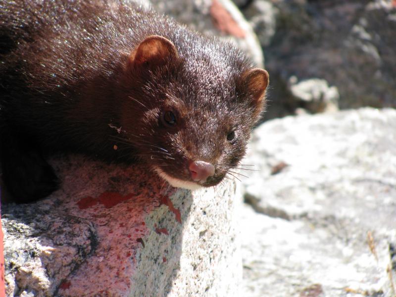 Mink unter dem haus beim sonnen