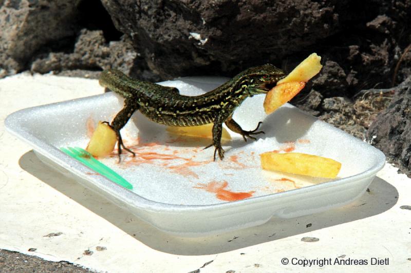 mundraubauf teneriffa