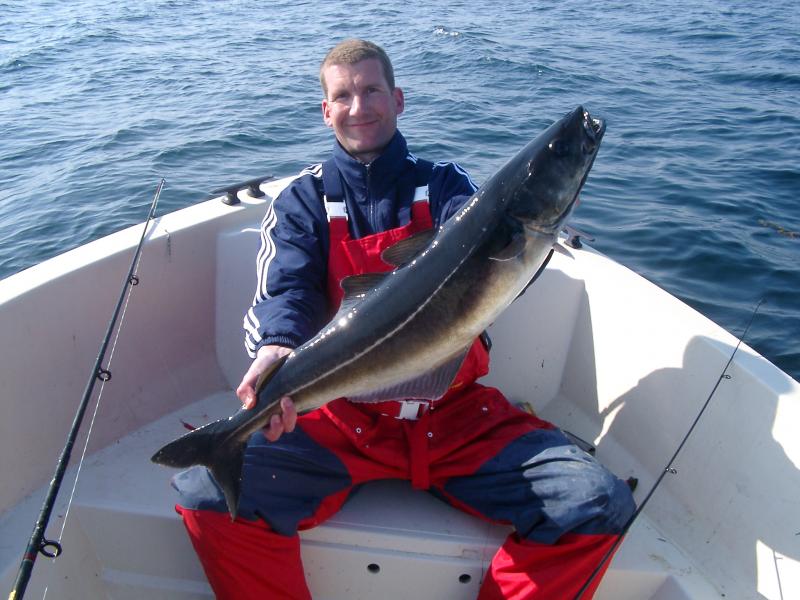 Nach herrlichem Drill an feiner Spinnrute, schöner Seelachs aus dem Haröyfjorden.
