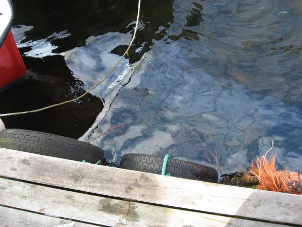 Ölschicht an der Wasserentnahmestelle zum reinigen der Fische 3