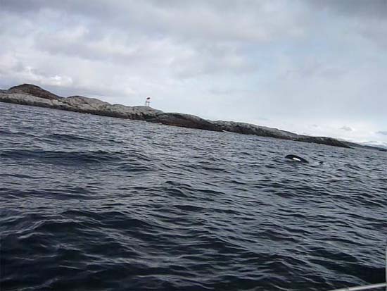 orca kvenvaer 2010 01