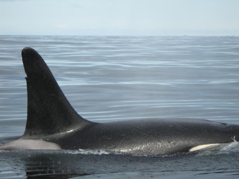 orca