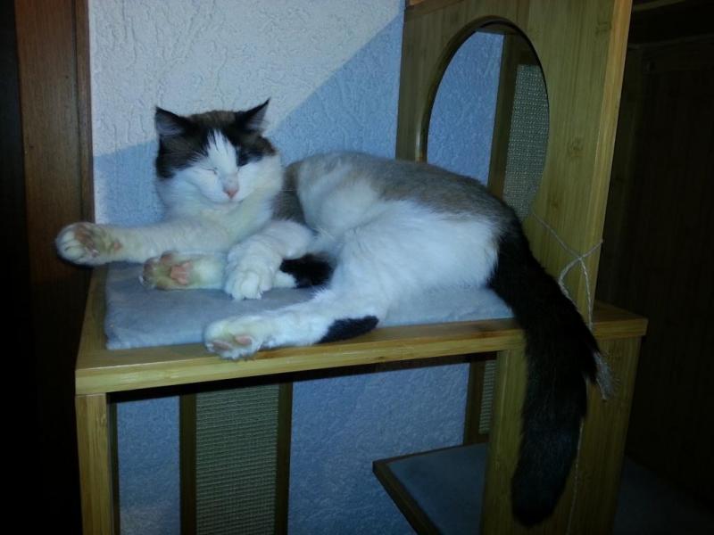 Pebbels SchlafaufdemKatzbaum