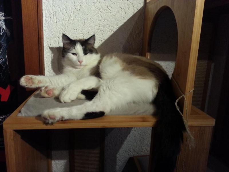 Pebbels Stör meine Kreise nicht