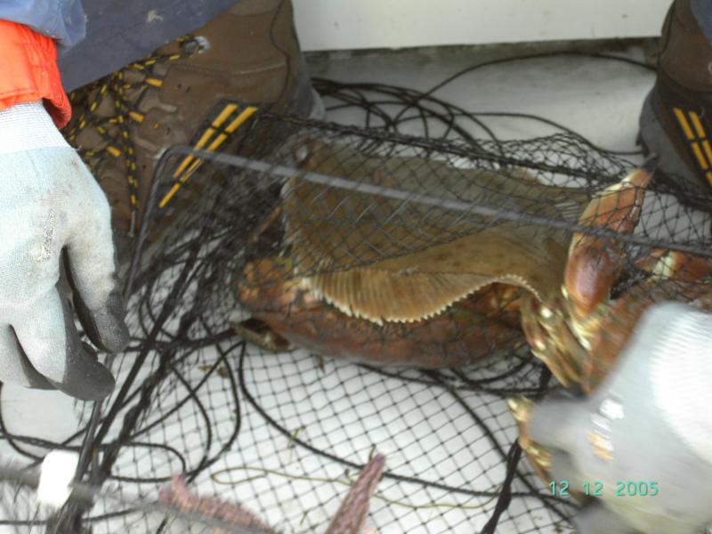 Rotzungen im Krebskorb