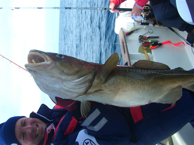 schöner Dorsch gefangen in 50 Meter auf 71Grad 08 !