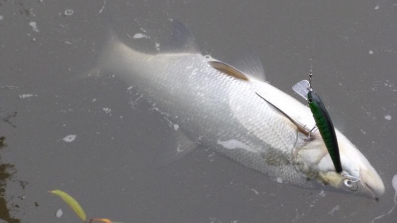 Schöner Novemberrapfen