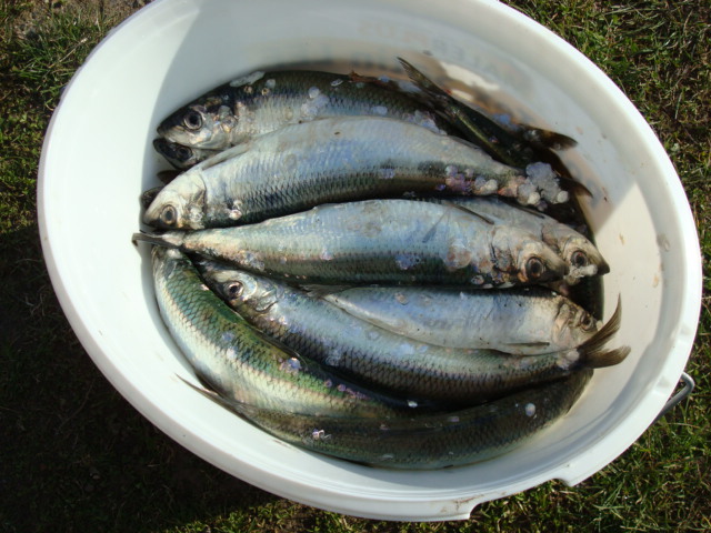 schönes Abendbrot