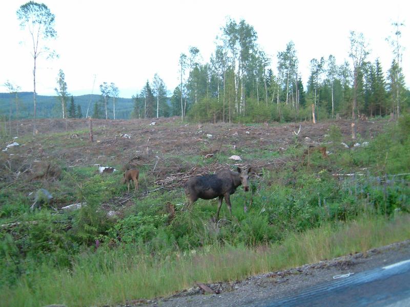 schweden Sommer 04 121